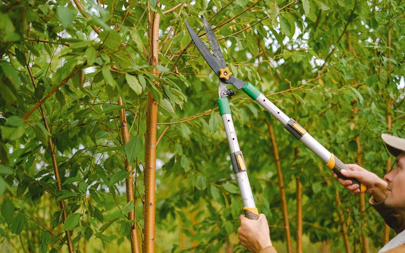 Tree trimming in Fort Johnson, NY