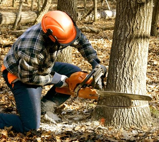Tree Removal in Fort Johnson, NY